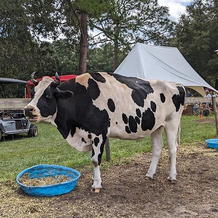 Rooterville Animal Sanctuary Melrose Exterior photo