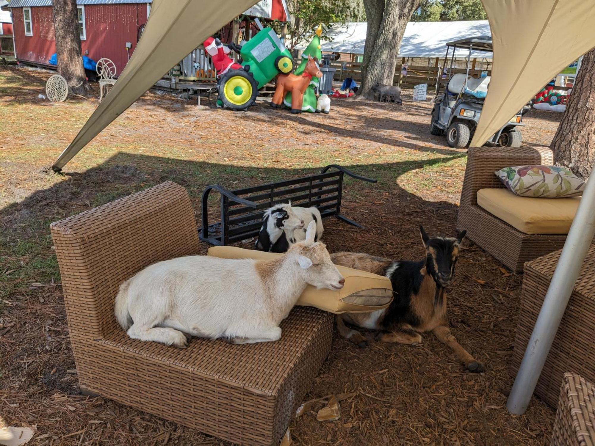 Rooterville Animal Sanctuary Melrose Exterior photo