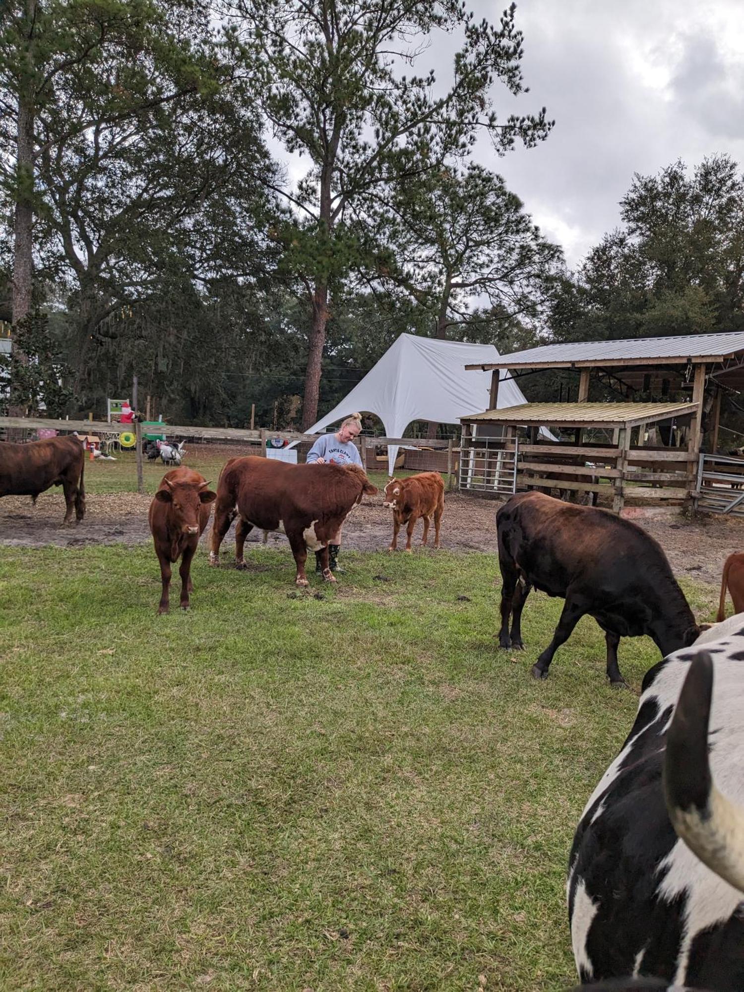 Rooterville Animal Sanctuary Melrose Exterior photo